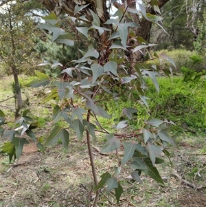 Unverified Other Tree at Sutton, NSW - 8 Oct 2025 by Marchien