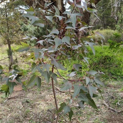 Unverified Other Tree at Sutton, NSW - 8 Oct 2025 by Marchien