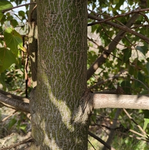 Brachychiton populneus subsp. populneus (Kurrajong) at Sutton, NSW - 8 Oct 2025 by Marchien