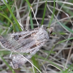 Agrotis munda (Brown Cutworm) at Hall, ACT - Today by Anna123