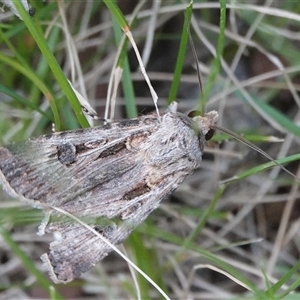 Agrotis munda (Brown Cutworm) at Hall, ACT - Yesterday by Anna123