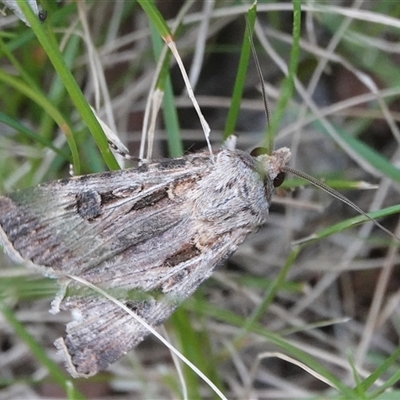 Agrotis munda (Brown Cutworm) at Hall, ACT - Today by Anna123