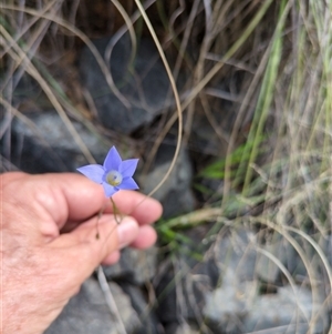 Wahlenbergia sp. at Sutton, NSW - 8 Oct 2025 by Marchien