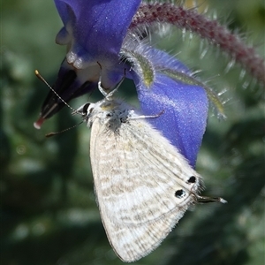 Lampides boeticus (Long-tailed Pea-blue) at Hall, ACT - Today by Anna123