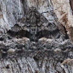 Gastrinodes argoplaca (Cryptic Bark Moth) at Hall, ACT - Today by Anna123