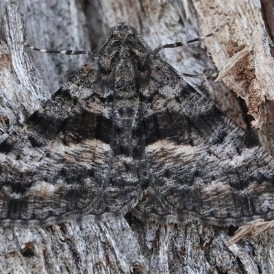 Gastrinodes argoplaca (Cryptic Bark Moth) at Hall, ACT - Today by Anna123