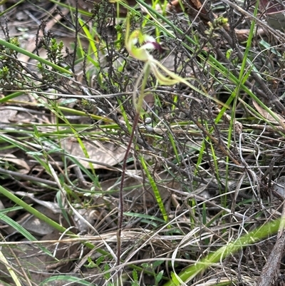 Caladenia atrovespa (Green-comb Spider Orchid) at Aranda, ACT - 8 Oct 2025 by lbradley