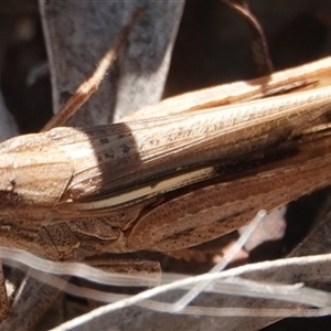 Schizobothrus flavovittatus (Disappearing Grasshopper) at Hall, ACT - 8 Oct 2025 by Anna123