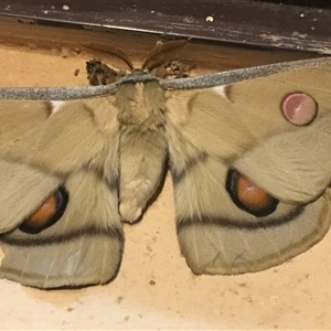 Opodiphthera eucalypti (Emperor Gum Moth) at Crowther, NSW - 4 Oct 2025 by Frecko