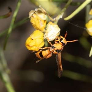 Euodynerus angulatus at Arkaroola Village, SA - 28 Sep 2025 by AlisonMilton
