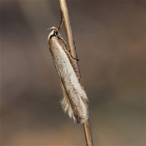 Philobota dichotoma (A Concealer moth (Philobota group) at Forde, ACT - Yesterday by DPRees125