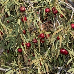Santalum acuminatum at Arkaroola Village, SA - 28 Sep 2025 by AlisonMilton