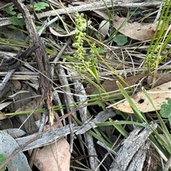 Lomandra filiformis at Cook, ACT - Yesterday by lbradley