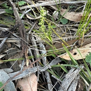 Lomandra filiformis at Cook, ACT - Yesterday by lbradley