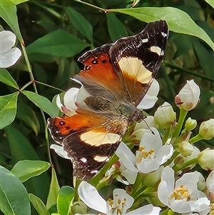 Vanessa itea (Yellow Admiral) at Braidwood, NSW - Yesterday by MatthewFrawley