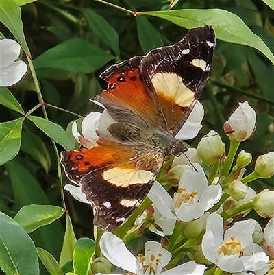 Vanessa itea (Yellow Admiral) at Braidwood, NSW - 8 Oct 2025 by MatthewFrawley