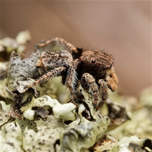 Maratus vespertilio (Bat-like peacock spider) at Forde, ACT by DPRees125