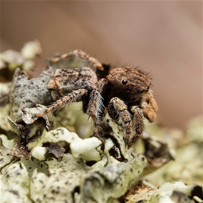 Maratus vespertilio (Bat-like peacock spider) at Forde, ACT - 8 Oct 2025 by DPRees125