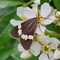 Nyctemera amicus (Senecio Moth, Magpie Moth, Cineraria Moth) at Braidwood, NSW - 8 Oct 2025 by MatthewFrawley