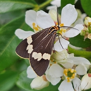 Nyctemera amicus (Senecio Moth, Magpie Moth, Cineraria Moth) at Braidwood, NSW - Yesterday by MatthewFrawley