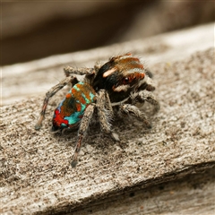 Maratus calcitrans (Kicking peacock spider) at Forde, ACT - 8 Oct 2025 by DPRees125
