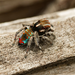 Maratus calcitrans (Kicking peacock spider) at Forde, ACT by DPRees125