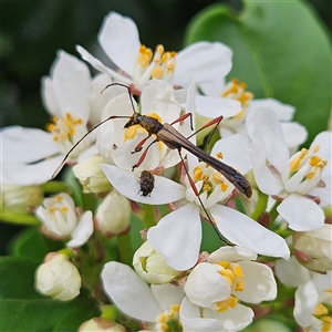 Enchoptera apicalis (Longhorn beetle) at Braidwood, NSW - Yesterday by MatthewFrawley