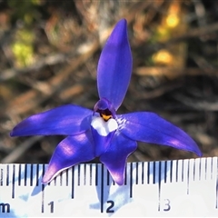 Glossodia major (Wax Lip Orchid) at Tharwa, ACT - 8 Oct 2025 by JohnBundock