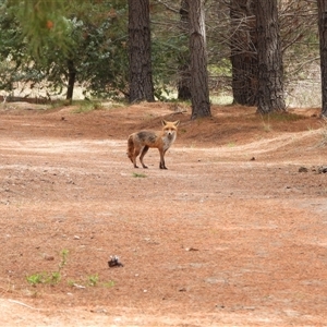 Vulpes vulpes (Red Fox) at Duffy, ACT - Yesterday by LineMarie