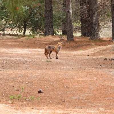 Vulpes vulpes (Red Fox) at Duffy, ACT - 8 Oct 2025 by LineMarie