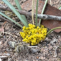 Lomandra bracteata (Small Matrush) at Duffy, ACT - Yesterday by LineMarie