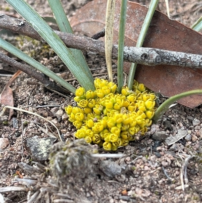 Lomandra bracteata (Small Matrush) at Duffy, ACT - Yesterday by LineMarie