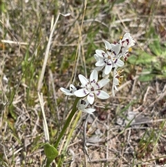 Wurmbea dioica subsp. dioica (Early Nancy) at Duffy, ACT - 8 Oct 2025 by LineMarie