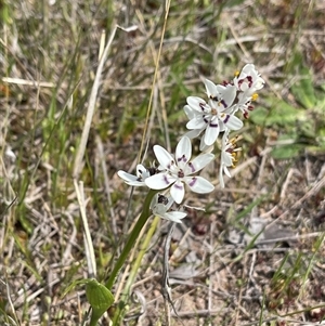 Wurmbea dioica subsp. dioica at Duffy, ACT - Yesterday by LineMarie