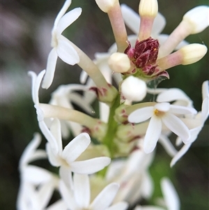 Unverified Plant at Crowther, NSW - Yesterday by Frecko