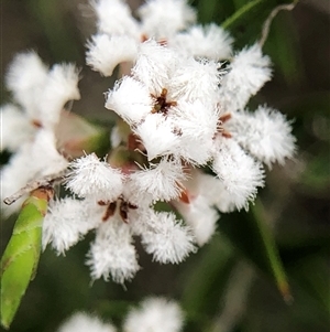 Styphelia attenuata at Crowther, NSW - Yesterday by Frecko