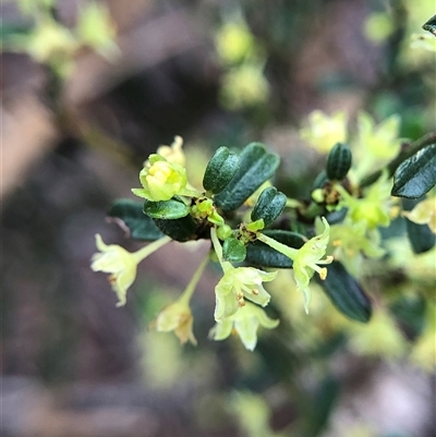 Unverified Plant at Crowther, NSW - 8 Oct 2025 by Frecko