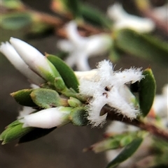 Styphelia attenuata at Crowther, NSW - 8 Oct 2025 by Frecko