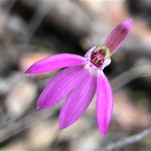 Caladenia carnea (Pink Fingers) at Crowther, NSW - Yesterday by Frecko