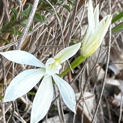 Caladenia fuscata at Cook, ACT - 8 Oct 2025 by lbradley