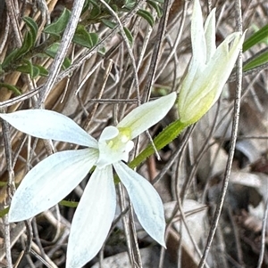 Caladenia fuscata at Cook, ACT - Yesterday by lbradley
