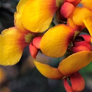 Dillwynia phylicoides at Crowther, NSW - Yesterday by Frecko