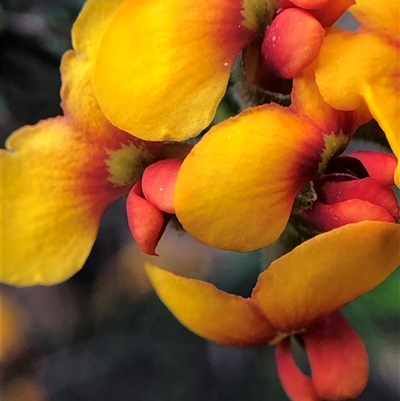 Dillwynia phylicoides at Crowther, NSW - 8 Oct 2025 by Frecko
