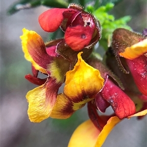 Dillwynia sericea at Crowther, NSW - Yesterday by Frecko