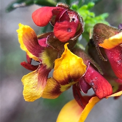 Dillwynia sericea at Crowther, NSW - 8 Oct 2025 by Frecko