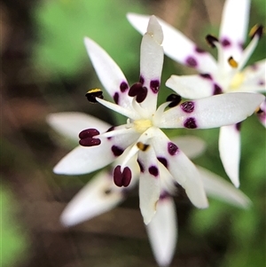 Wurmbea dioica subsp. dioica at Crowther, NSW - Yesterday by Frecko