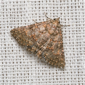 Praxis marmarinopa (owlet moth) by DPRees125