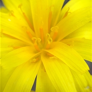 Unverified Plant at Crowther, NSW - Yesterday by Frecko