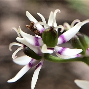 Unverified Plant at Crowther, NSW - Yesterday by Frecko