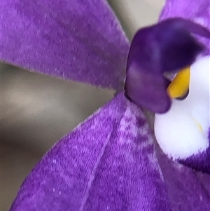 Glossodia major at Crowther, NSW - Yesterday by Frecko